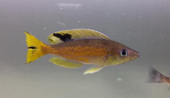Cyprichromis microlepidotus 'Kibige Island'